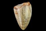 Serrated, Fossil Phytosaur (Redondasaurus) Tooth - New Mexico #133295-1